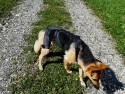 2 protezione ventre2