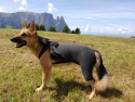 3 protezione dorso