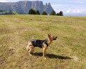 6 protezione genitali maschili